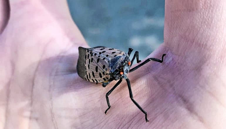 A spotted lanternfly sits in a person's hand between their thumb and forefinger. It has light brown wings with black spots, black legs, and bright orange eyes