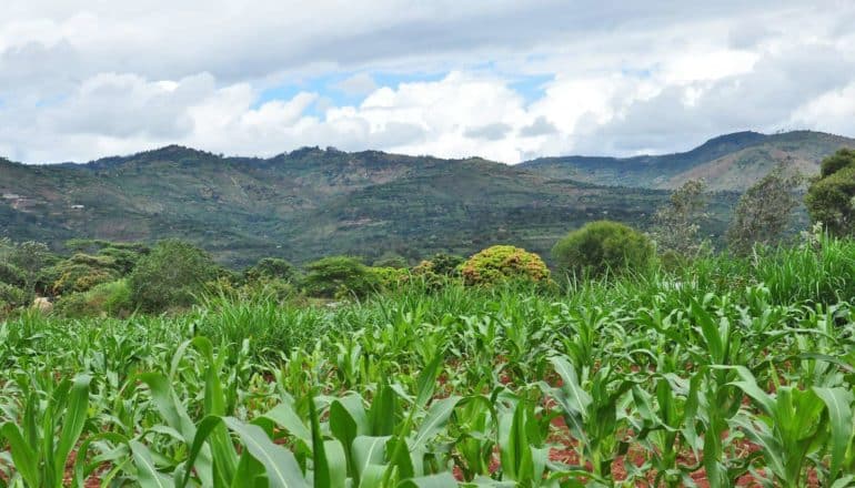 maize field in front of mountains