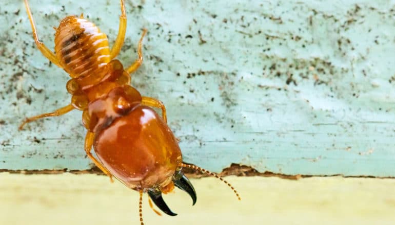 A single termite walks downward on a piece of blue-painted wood