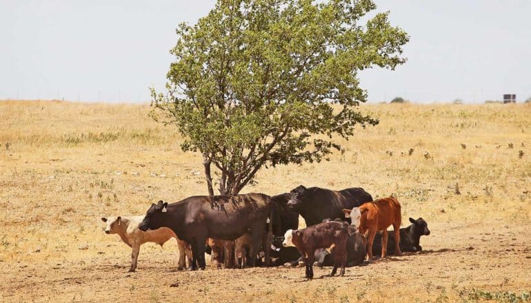 Cows under a single tree in a vast field of dead, yellow grass