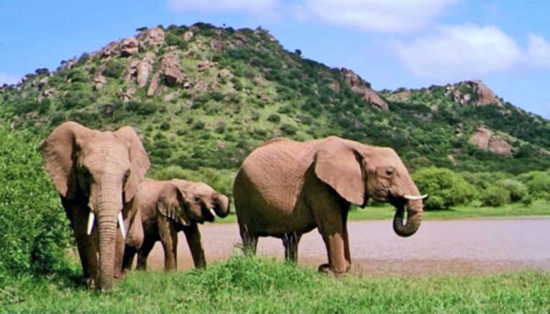 Elephants near a watering hole in front of a mountain covered in green and a blue sky above