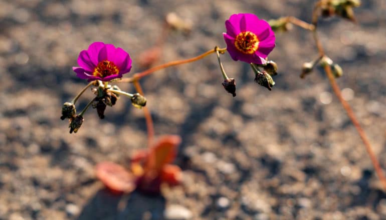 pink flowers in desert