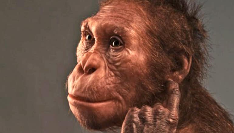 A sculpture of Australopithecus sediba scratching its ear