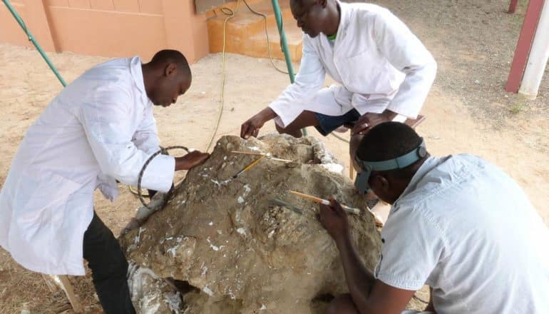 three people work on elephant cranium fossil