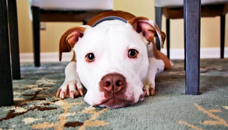 A dog with a white face looks sad while hiding under a dinner table