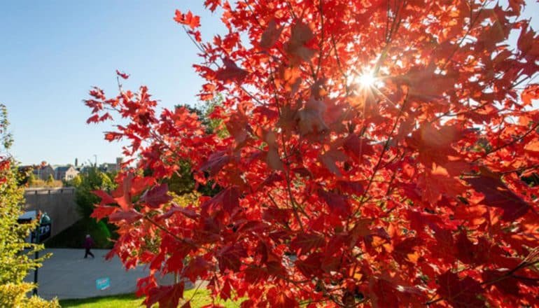 The sun shines through the red leaves of a tree during autumn