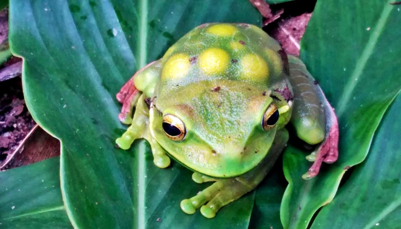 Only this one kind of frog has legit teeth - Futurity