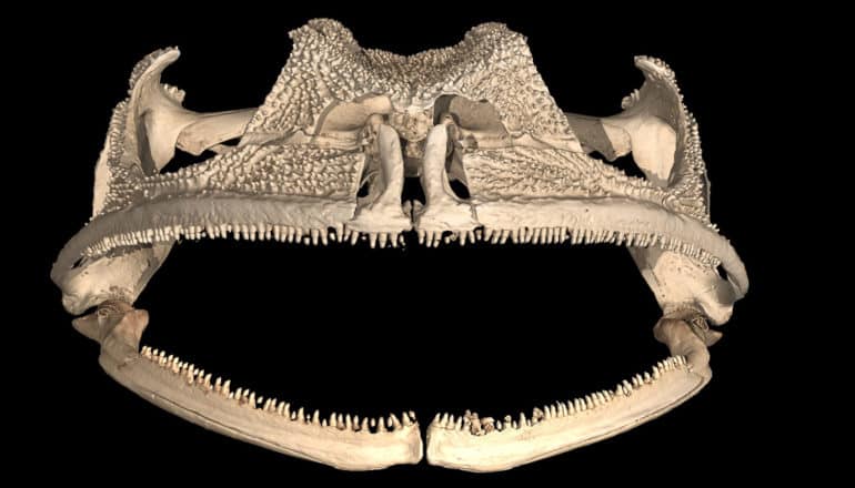 frog skull with teeny tiny teeth on jaw