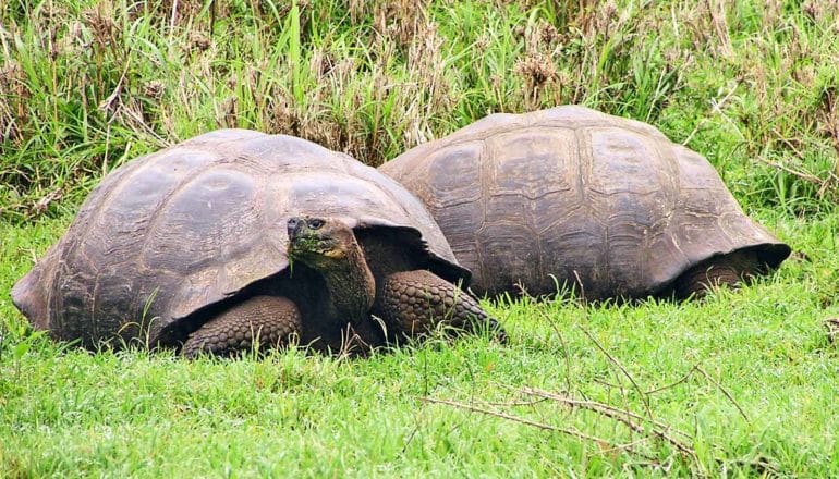 Two tortoises, one looking up with grass on its face and the other inside its shell