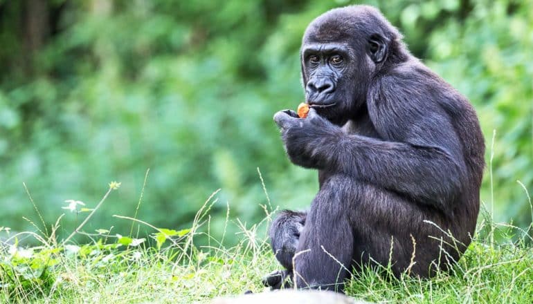 A gorilla eats a piece of orange fruit while sitting in grass and looking at the camera