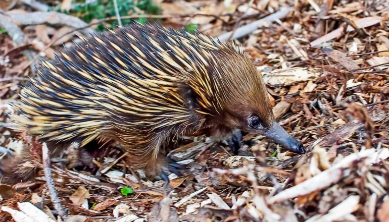 A spine-covered echidna walks over twigs and leaves on the ground