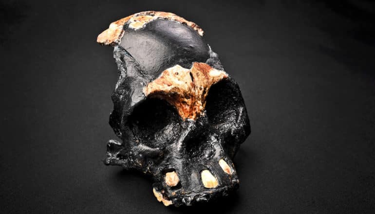 A black recreation of the full skull holds pieces of the actual fossil