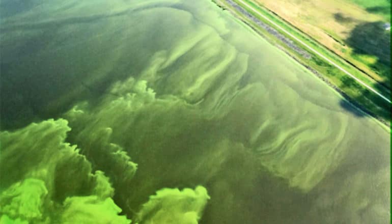 Excess nitrogen and other nutrients contribute to harmful algal blooms, which here appear bright green along a coast