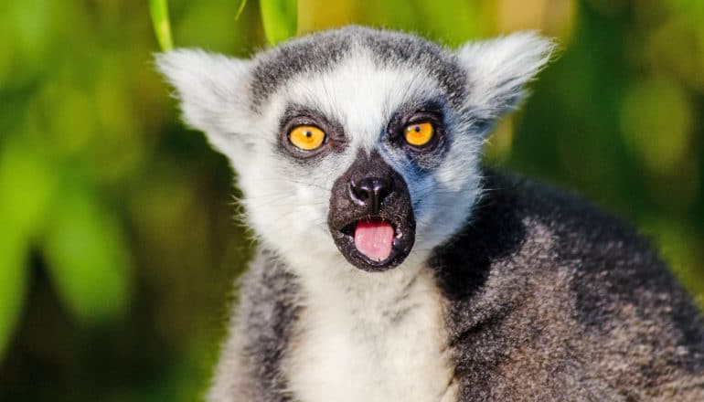 ring-tailed lemur sticks out tongue