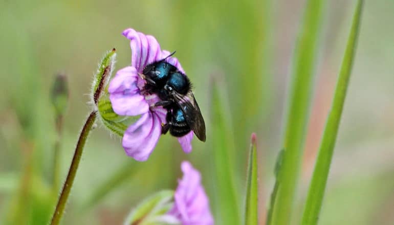 blue bee on purple flower