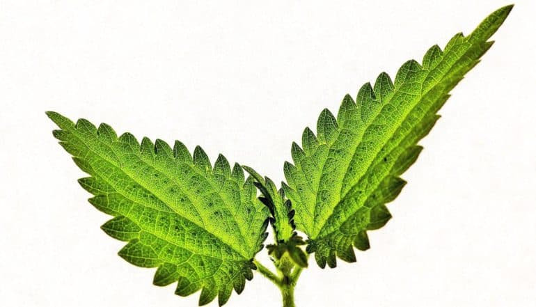 nettle leaves