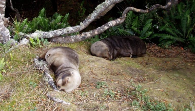 two sea lion pups sleep under tree