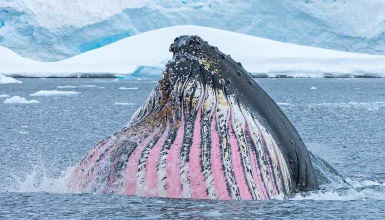 baleen whale just took huge gulp