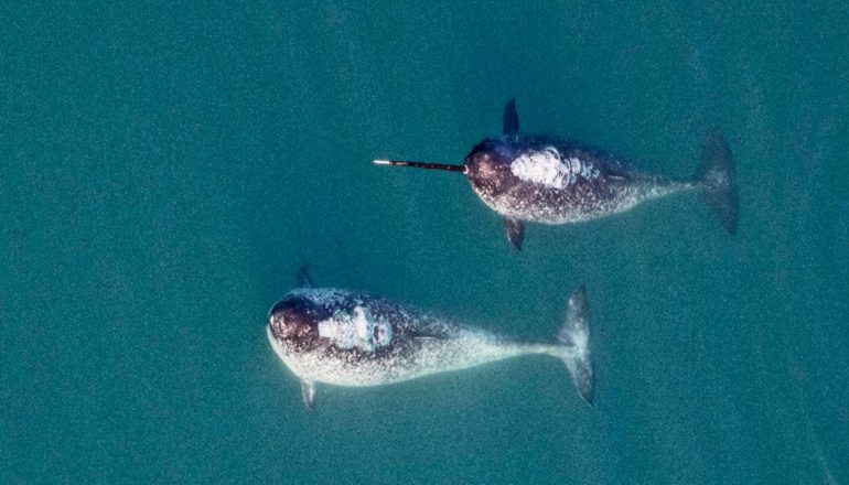 Two narwhals swim in blue water