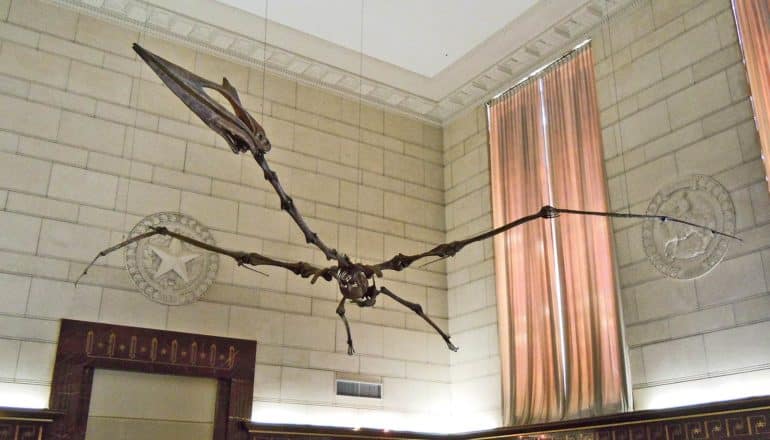 The reconstructed Quetzalcoatlus skeleton looks like its flying with wings spread