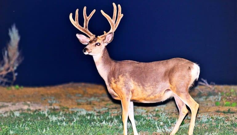 A buck at night stands on a grassy hill with the night sky in the background