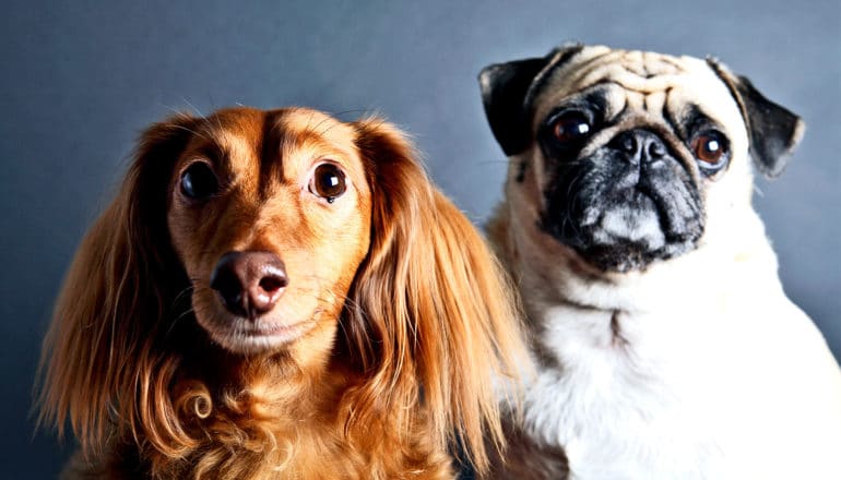 Two dogs sit next to each other looking at the camera