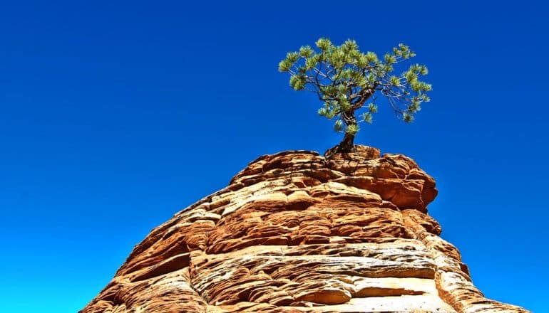 A lone pinon pine sits on a rocky hill against a blue sky