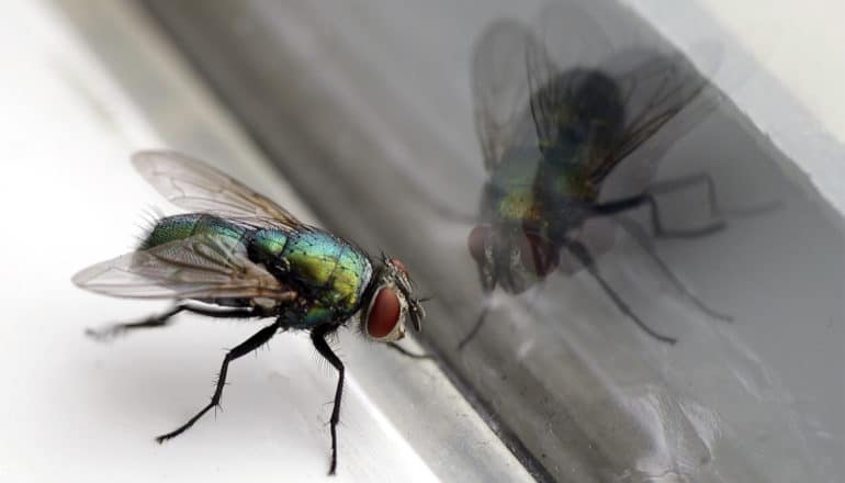 A fly stands near a window showing a reflection of the fly