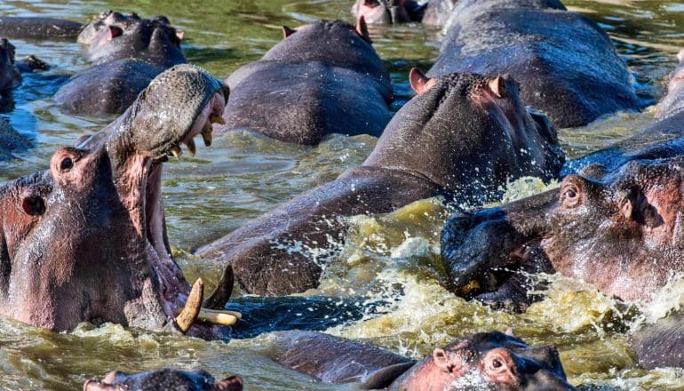 hippos splash in green water