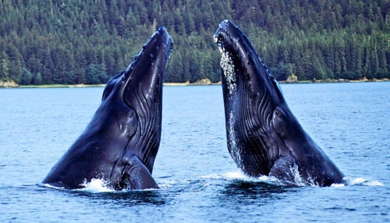 Two humpback whales emerging from the water with trees on the shore in the background