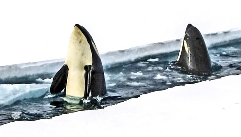 Two orcas emerge through a crack in ocean ice