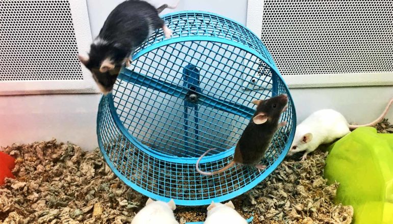 Some mice run inside and on top of a blue mouse wheel while others watch