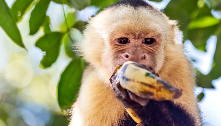 A monkey eats a banana in a tree