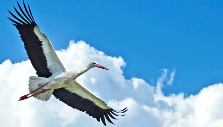 white stork soars in front of clouds