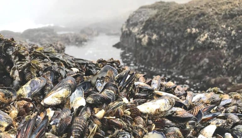 Mussels in a large pile on the rocky bay shore