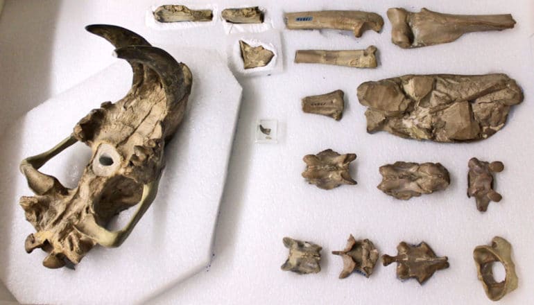 skull with large fangs, other bones