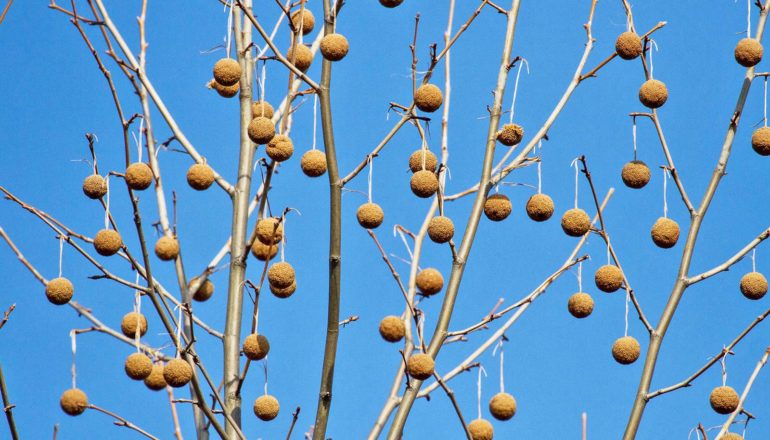 seed balls hang from tree branches