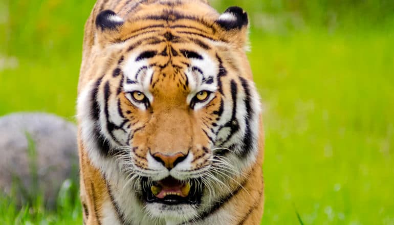 A tiger walking towards the camera with green grass in the background