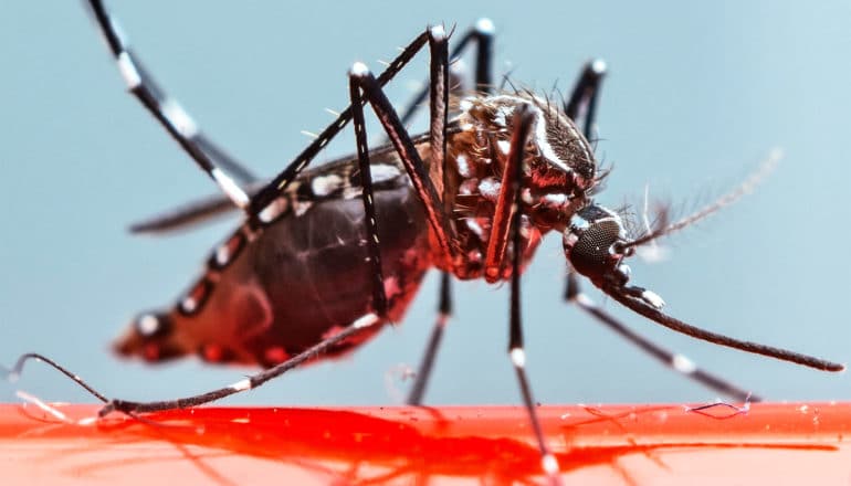 A mosquito stands on a red plastic tube