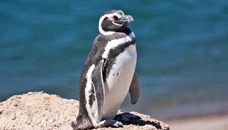 A penguin stands on a rock in front of blue water