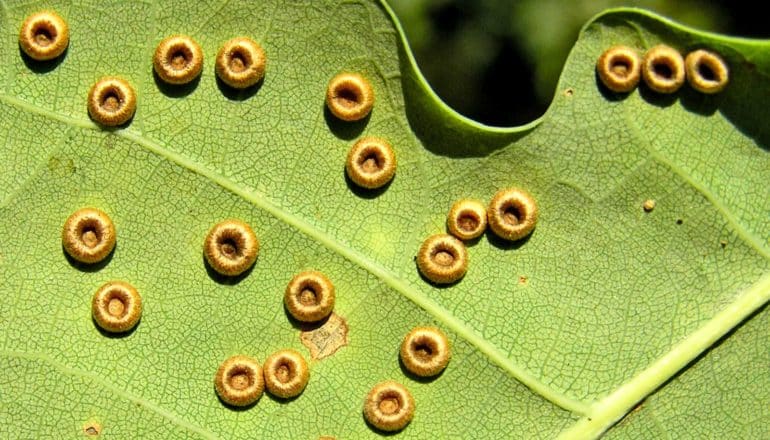 tiny donut-shaped galls on underside of leaf