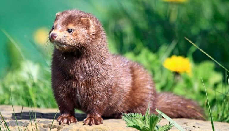 A brown American mink stands on a log with grass in the background