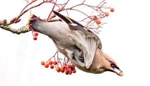 A bird leaps from a tree with a bright red berry in its beak