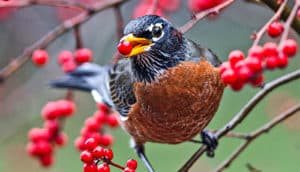 A robin holds a bright red berry in its beak while perching in a tree