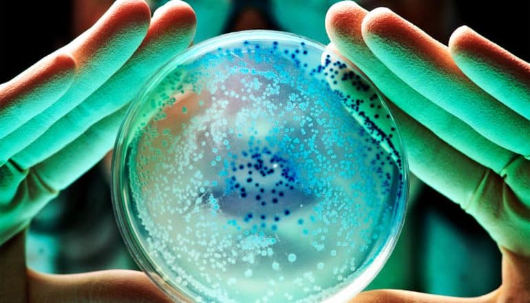 A researcher wearing gloves holds a petri dish with bacteria in it