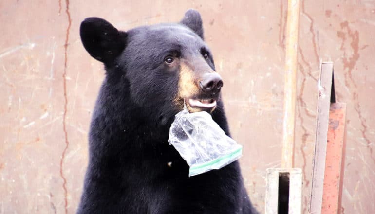 A black bear has a sandwich baggy hanging from its mouth