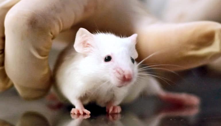 A researcher wearing gloves reaches for a mouse on a metal table