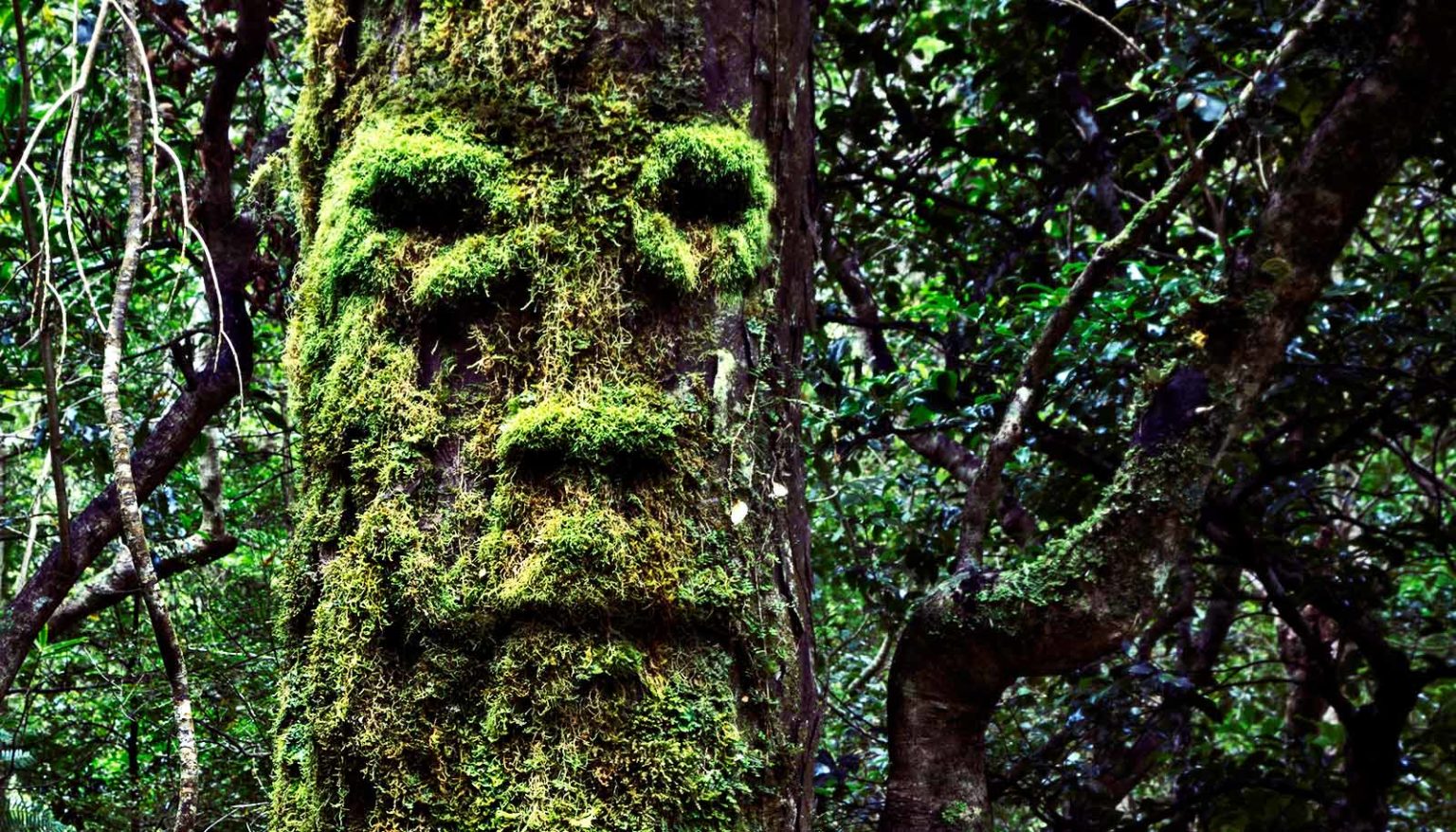 Tree seem. Парейдолия тест. Парейдолия.