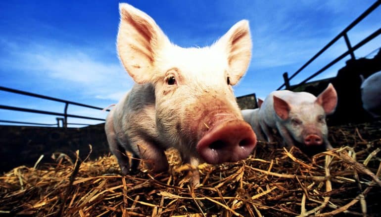 Pigs in a pen with hay on the ground