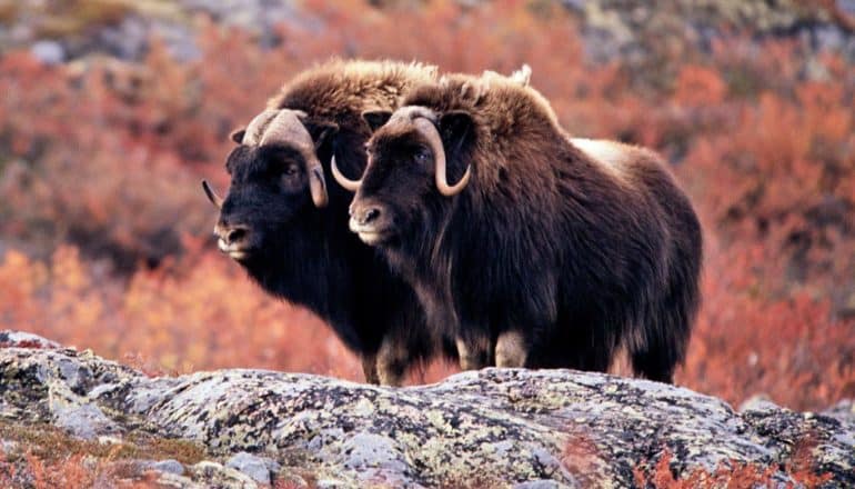 two furry, horn-helmeted muskoxen stand on rocks among reddish shrubs